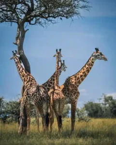 Amboseli National Park